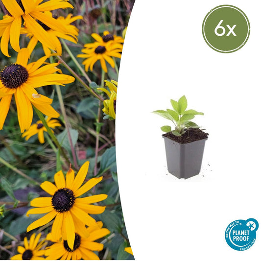 6x Rudbeckia fulgida 'Goldsturm' - ↕10-25cm - Ø9cm - Pflanzfix24.de - Pflanzfix24.de
