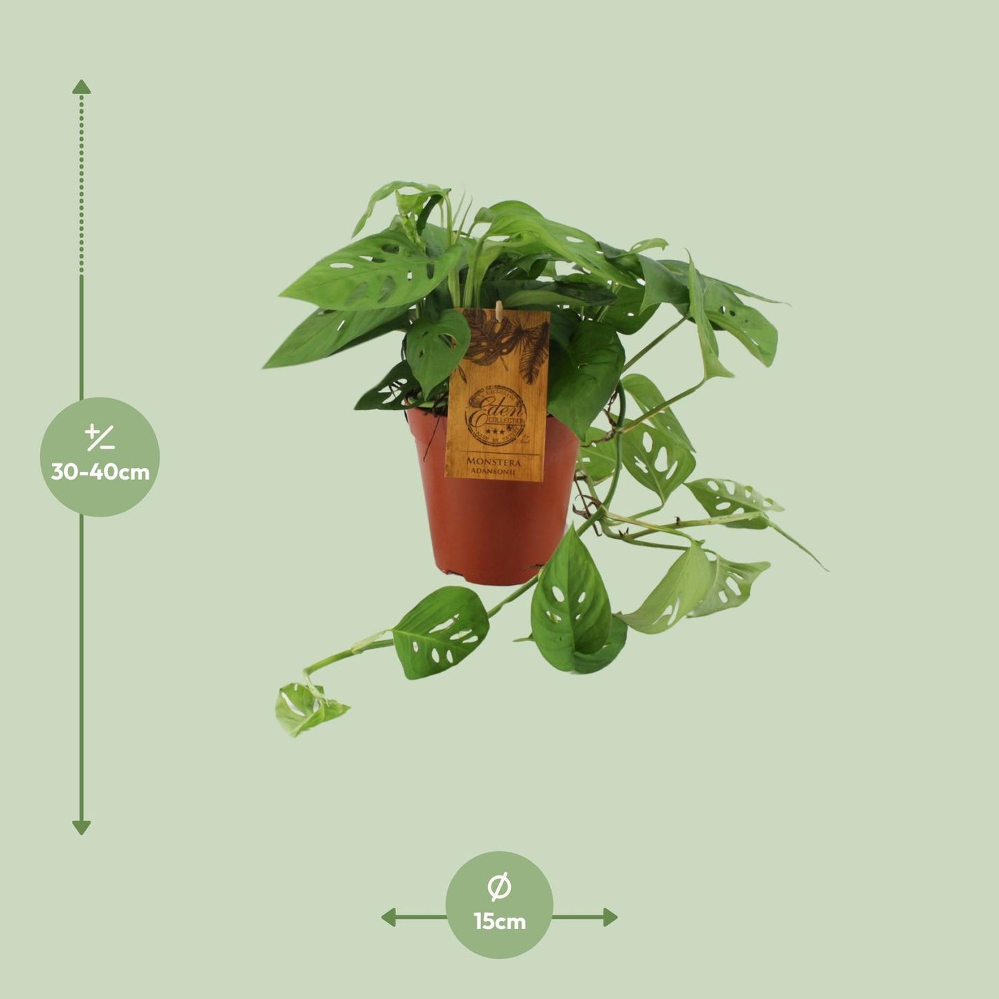 Monstera Adansonii - Ø15cm - ↕40cm - Pflanzfix24