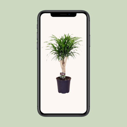 Dracaena Refl. Anita - Ø21cm - ↕70cm bei Pflanzfix24