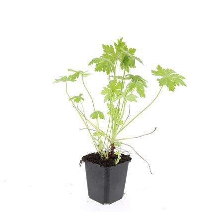 24x Geranium macrorrhizum - 10-25cm - Ø9cm - Pflanzfix24