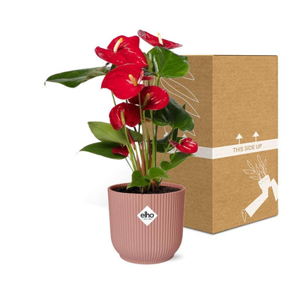 Anthurium Red 12cm - Pflanzfix24