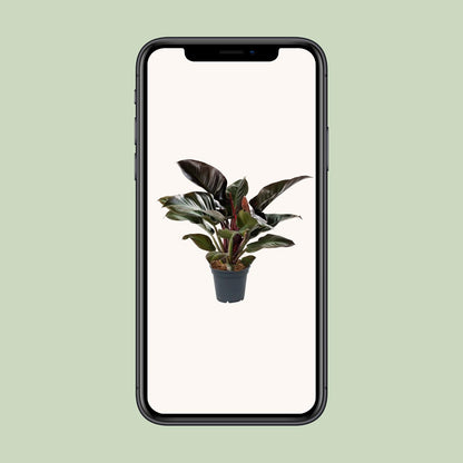 Philodendron Imperial Red - Ø17cm - ↕50cm - Pflanzfix24