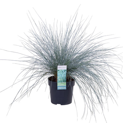 Festuca glauca Azura Blue - Ø14 - ↨30cm - Pflanzfix24