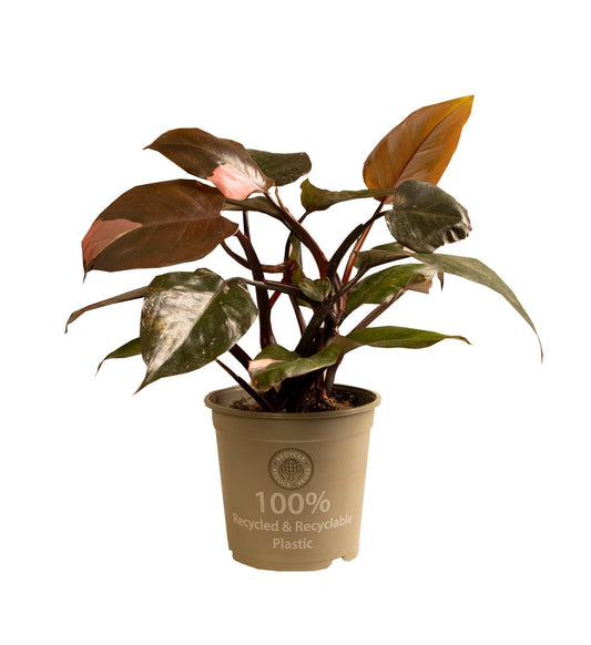 Philodendron Pink Princess - Ø15cm - ↕35cm - Pflanzfix24