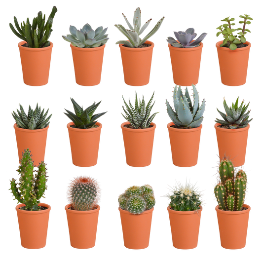 Kakteen und Sukkulenten Mix 5,5 cm | 15er Set - Terrakotta Topf - Pflanzfix24.de - Pflanzfix24.de