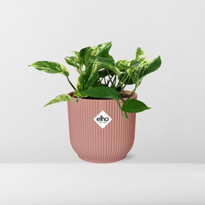 Scindapsus Marble Queen 14cm ELHO Vibes Fold - Pflanzfix24