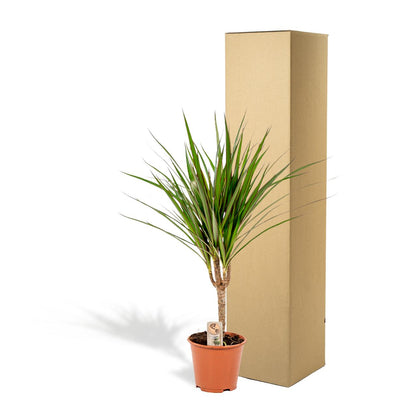 Dracaena Marginata - Ø14cm - ↕60cm - Pflanzfix24