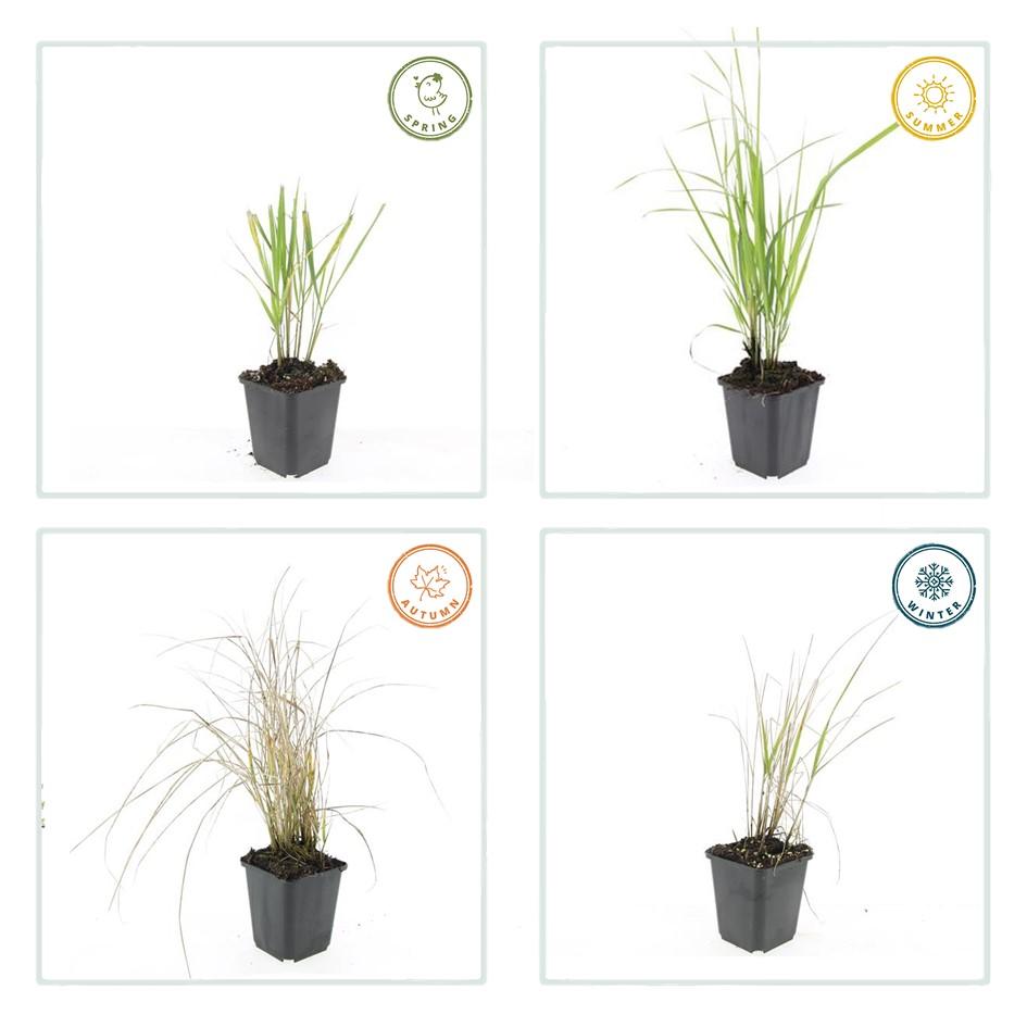 20x Calamagrostis acut. 'Karl Foerster' - ↕10-25cm - Ø9cm - Pflanzfix24