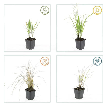 20x Calamagrostis acut. 'Karl Foerster' - ↕10-25cm - Ø9cm - Pflanzfix24