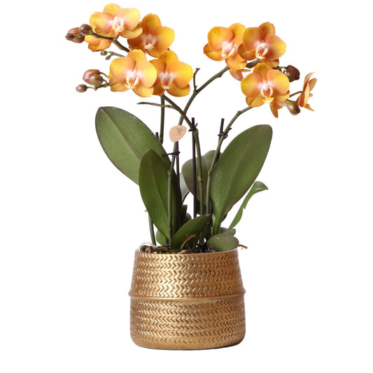 Orange-gelbe Phalaenopsis „Las Vegas“ im goldenen Groove-Ziertopf Ø12cm | Pflanzfix24.de - Pflanzfix24.de