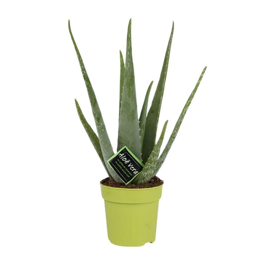 Aloe Vera - Ø12cm - ↕45cm - Pflanzfix24.de - Pflanzfix24.de