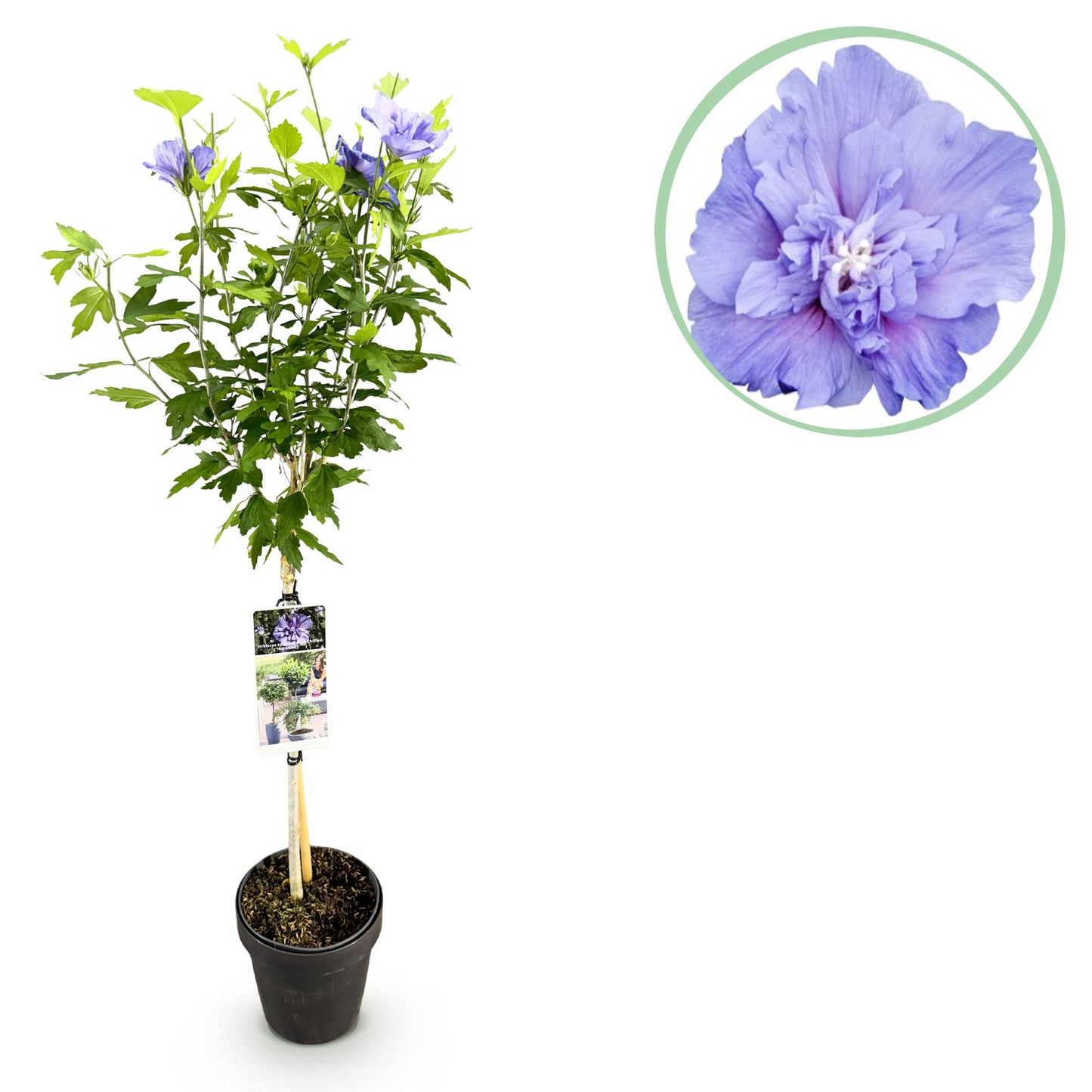 Hibiscus Blue Chiffon® Stammpflanze 90cm | Pflanzfix24