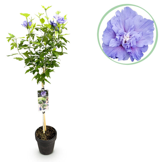 Hibiscus Blue Chiffon® Stammpflanze 90cm | Pflanzfix24
