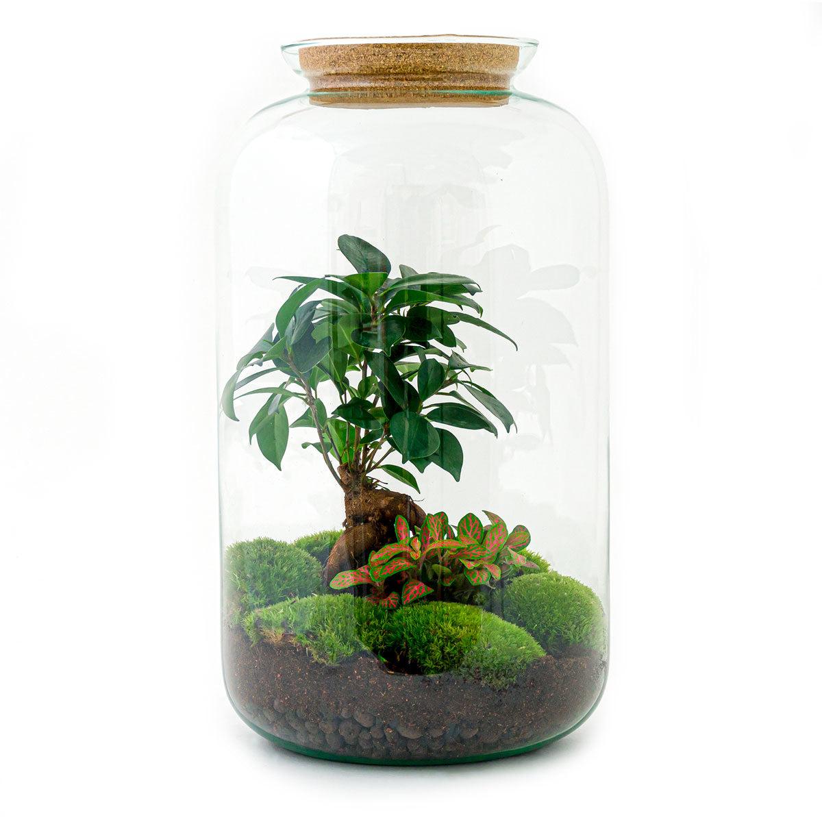Flaschengarten - Sven Bonsai - ↕ 43 cm - Normal - Pflanzfix24.de - Pflanzfix24.de