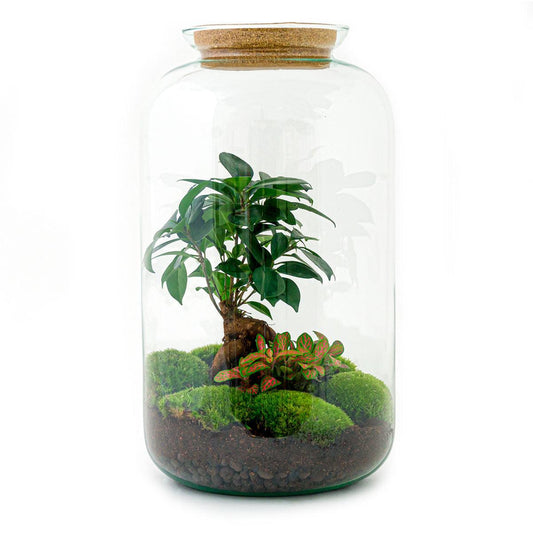 Flaschengarten - Sven Bonsai - ↕ 43 cm - Normal - Pflanzfix24.de - Pflanzfix24.de