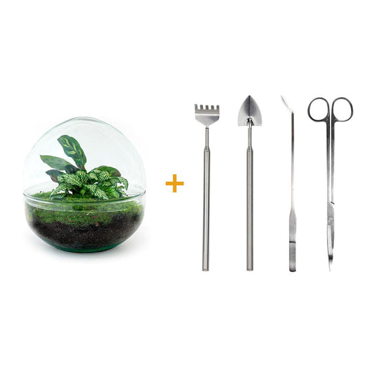 Flaschengarten Dome DIY-Set - Pflanzfix24.de - Pflanzfix24.de