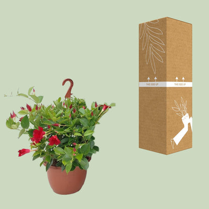 Sundaville Hanging Basket Tricolor - Ø25cm - ↕50cm - Pflanzfix24