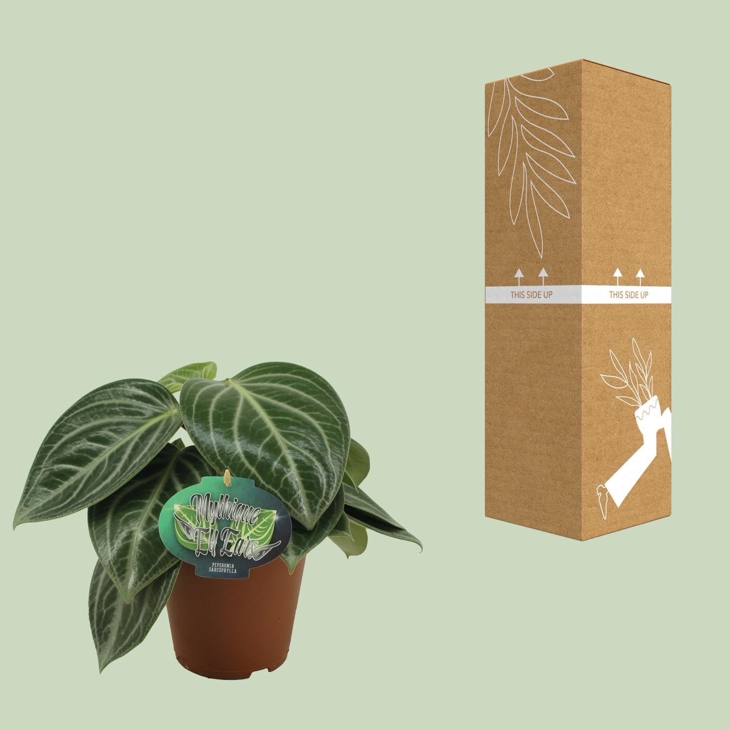 Peperomia Sarcophylla Ø15cm – Pflegeleicht | Pflanzfix24.de - Pflanzfix24.de