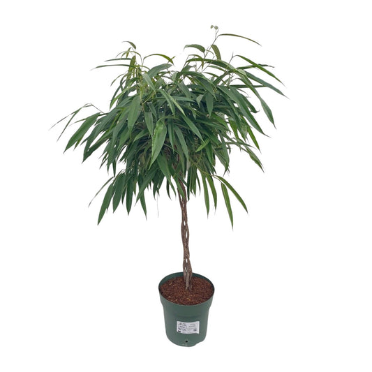Ficus Mahori / Alii Gevlochten - Ø27cm - ↕110cm von Pflanzfix24