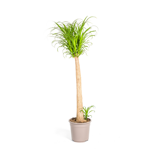Beaucarnea Recurvata Stamm Ø27cm - ↕110 - 130cm - Pflanzfix24.de - Pflanzfix24.de