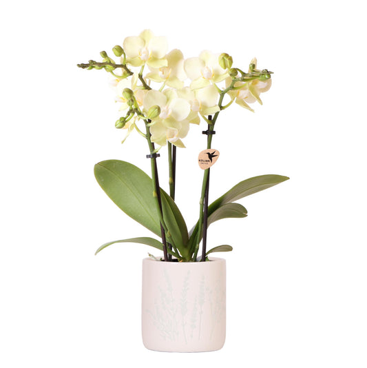 Gelbe Orchidee Mexico im Floral-Topf Blau – Pflanzfix24.de - Pflanzfix24.de