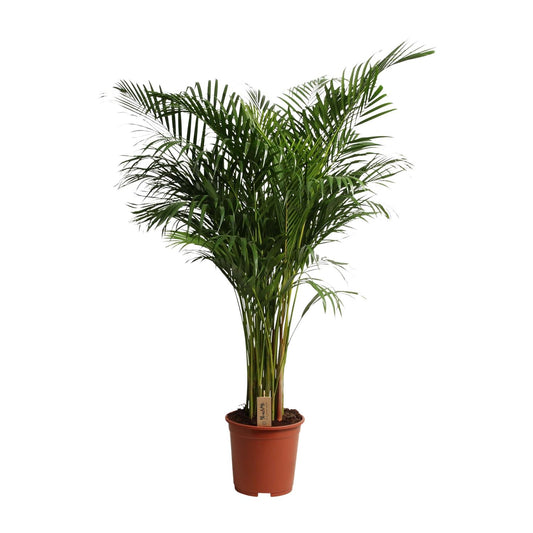 Dypsis Lutescens - Ø27cm - ↕160cm - Pflanzfix24