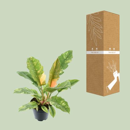 Philodendron Narrow 'Ring Of Fire' P14 - Pflanzfix24