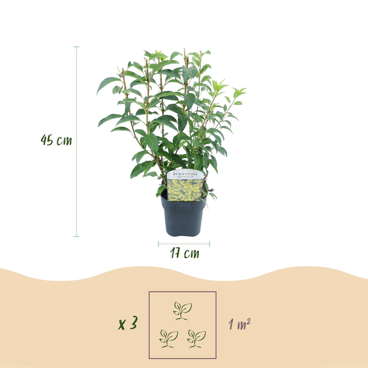 Pflanzfix24 - Forsythia intermedia Goldrauch - Blüte Gelb - 1 Pflanze - Topf 17cm