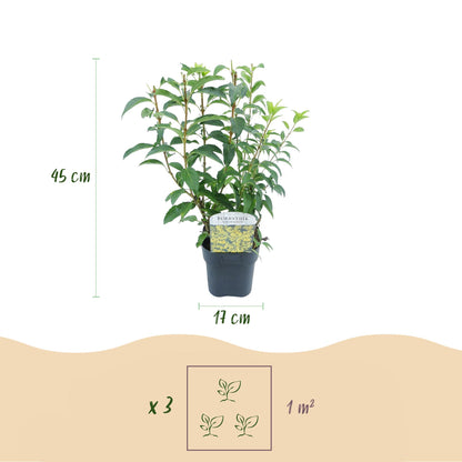 Pflanzfix24 - Forsythia intermedia Goldrauch - Blüte Gelb - 1 Pflanze - Topf 17cm