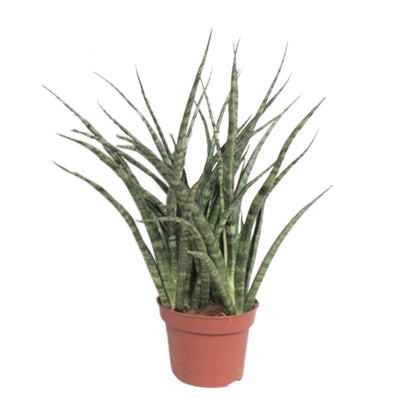 Sansevieria Fernwood Punk Ø12cm – 35cm hoch | Pflanzfix24.de - Pflanzfix24.de