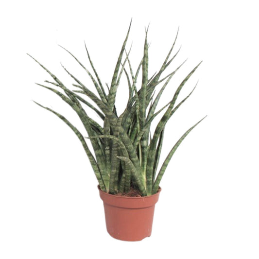Sansevieria Fernwood Punk Ø12cm – 35cm hoch | Pflanzfix24.de - Pflanzfix24.de