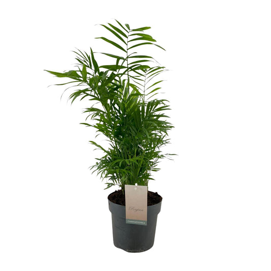 Chamaedorea Elegans - Ø17cm - ↕50cm bei Pflanzfix24.de - Pflanzfix24.de