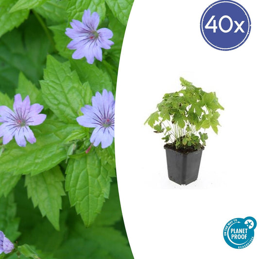 40x Geranium nodosum - ↕10-25cm - Ø9cm bei Pflanzfix24