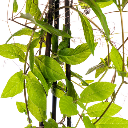 4x Cobea scandens Violet Blue Ø13 cm - ↕60 cm von Pflanzfix24