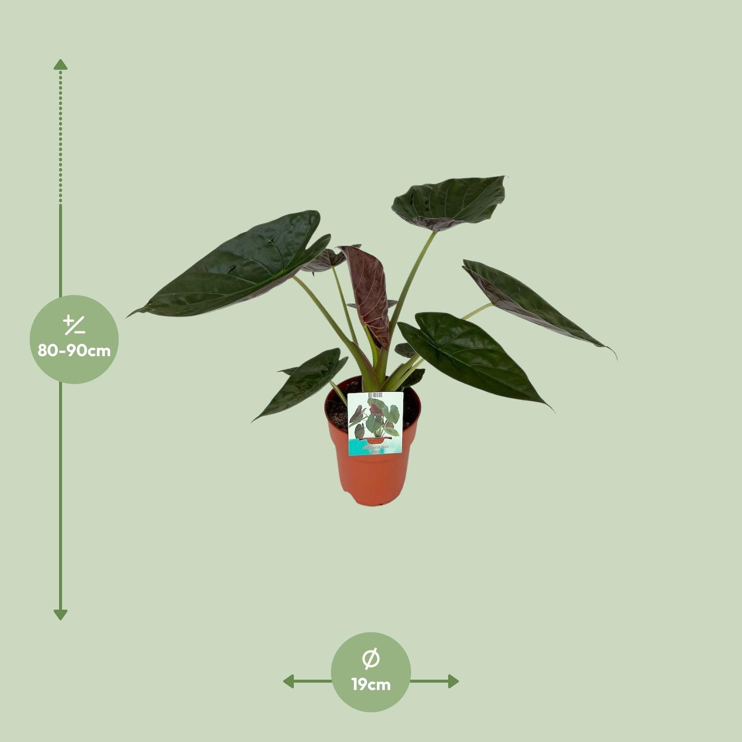 Alocasia Wentii - Ø19cm - ↕85cm - Pflanzfix24.de - Pflanzfix24.de