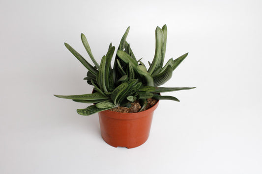 Gasteria Littele Worthy - Ø17cm - ↕30cm - Pflanzfix24