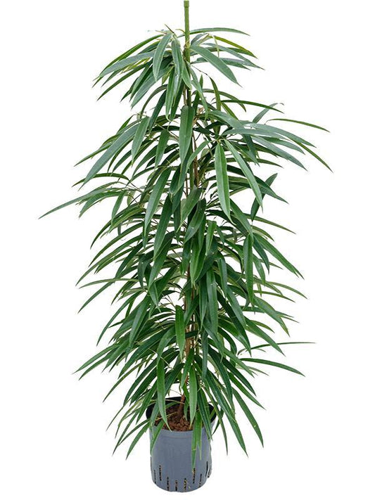 Ficus Binnendijkii 'Alii' (HYDRO) - Ø18cm - ↕110cm - Pflanzfix24