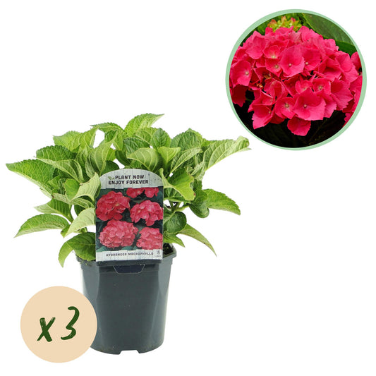 Pflanzfix24 - Hortensie Hydrangea macrophylla Rot - 3 Pflanzen - 1 m2 - Topf 17cm