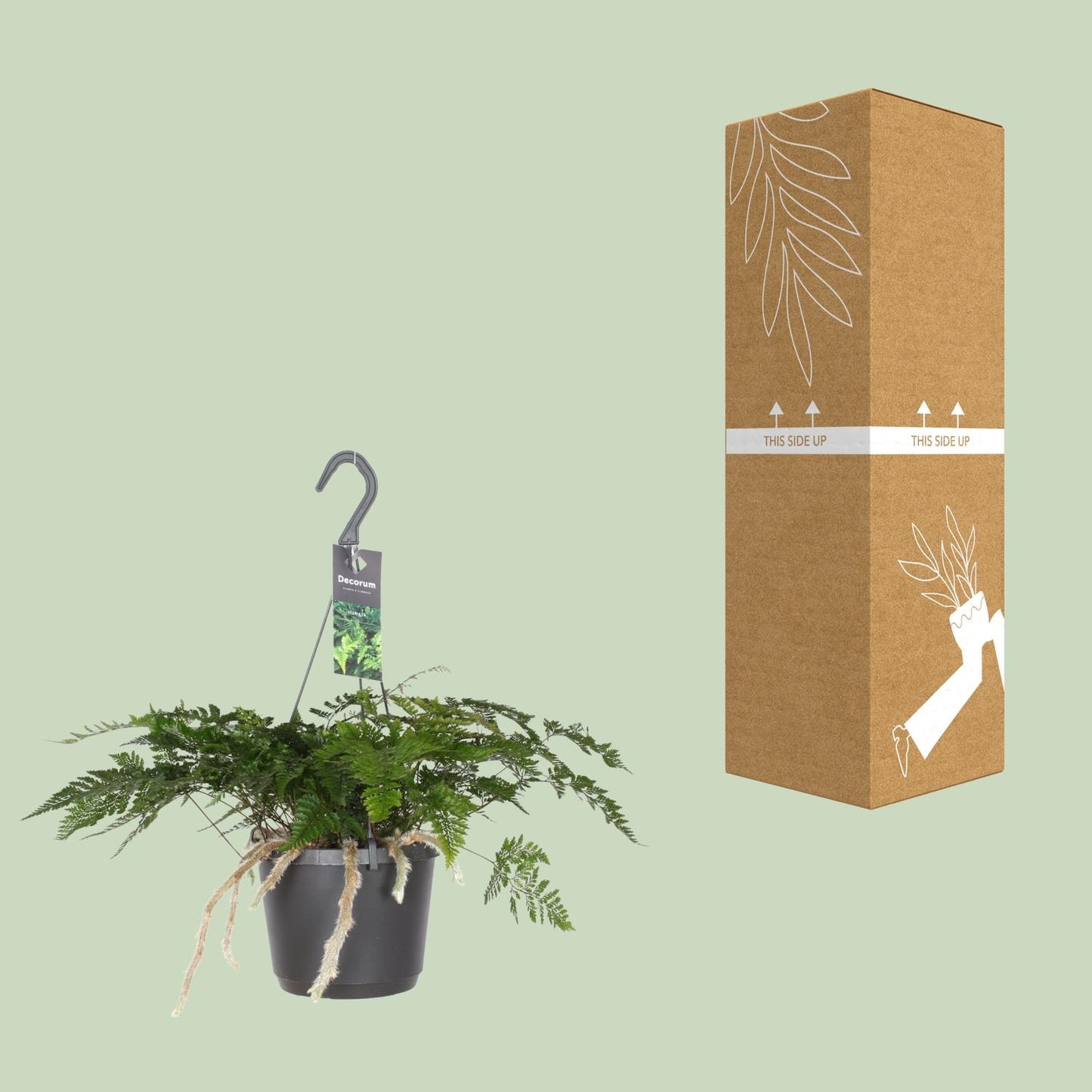 Humata Tyermannii - Bärenfußfarn - Ø17cm - Pflanzfix24.de - Pflanzfix24.de
