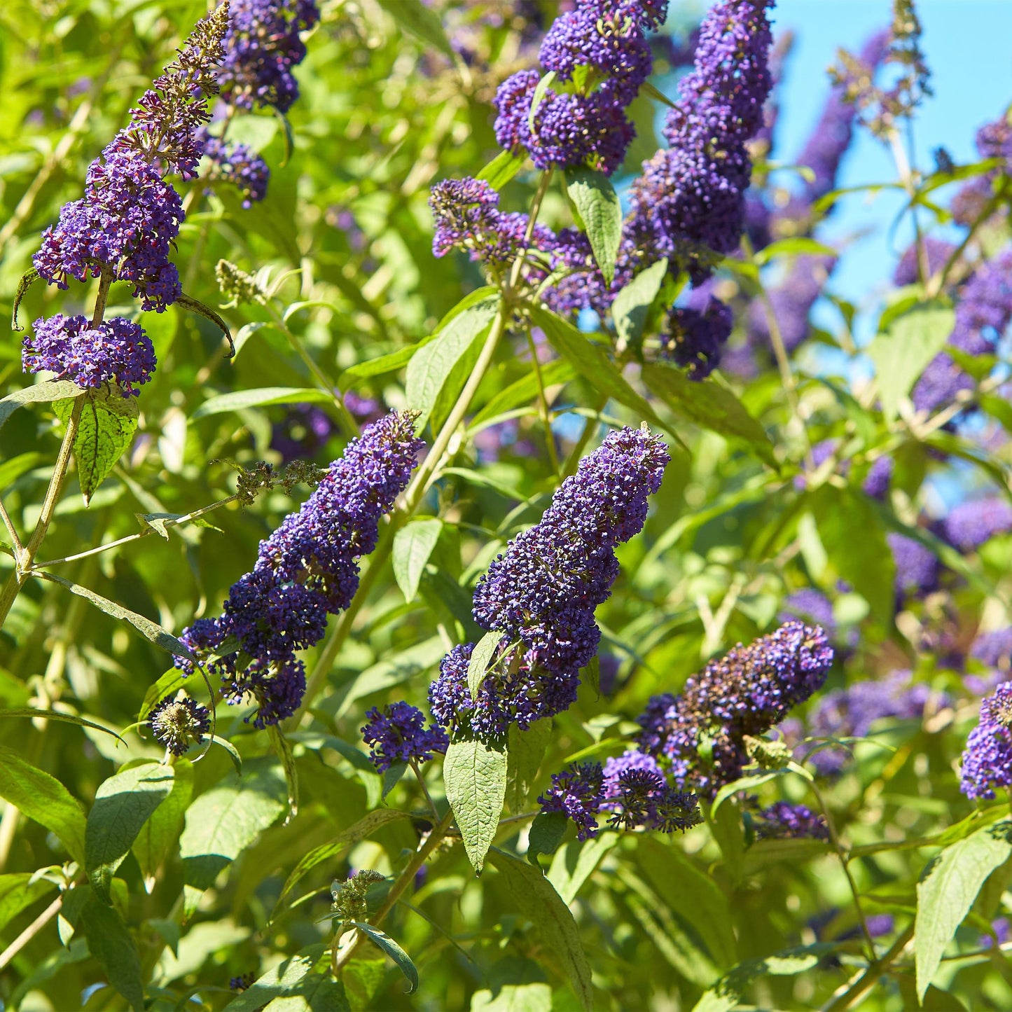 pflanzfix24 - Schmetterlingsstrauch - Buddleja davidii Empire Blue - 1 Pflanze