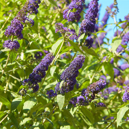 pflanzfix24 - Schmetterlingsstrauch - Buddleja davidii Empire Blue - 1 Pflanze