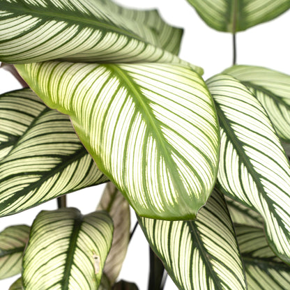Calathea Whitestar - pflanzfix24