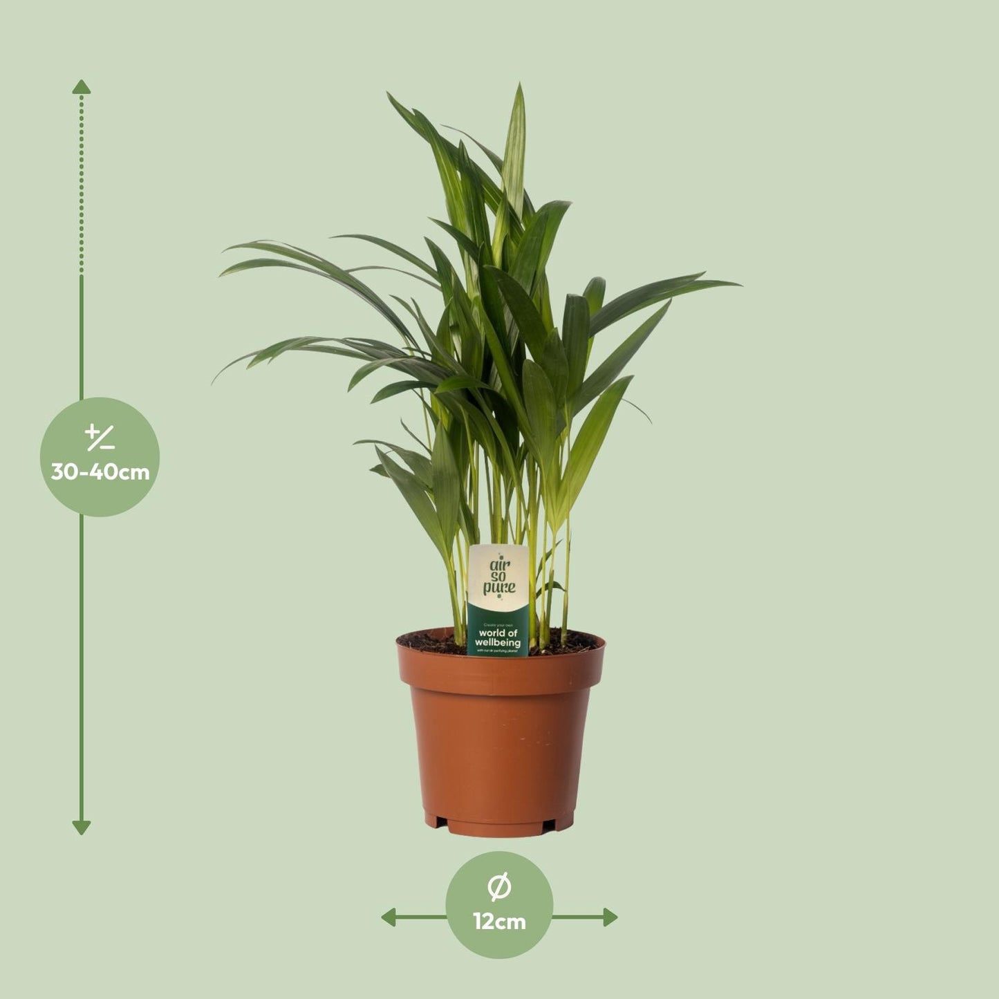 Dypsis Lutescens - Areca - Ø12cm - ↕40cm - Pflanzfix24