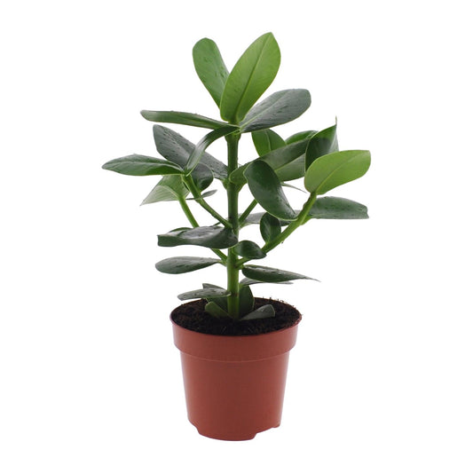 Clusia Rosea Princess - Ø12cm - Pflanzfix24.de - Pflanzfix24.de