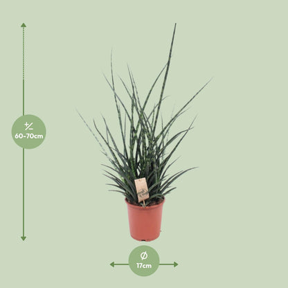 Sansevieria Fernwood Punk - Ø17cm - ↕65cm - Pflanzfix24