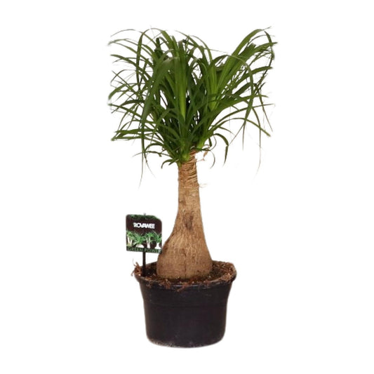 Beaucarnea Nolina - Ø19 ↕60 - Pflanzfix24.de - Pflanzfix24.de