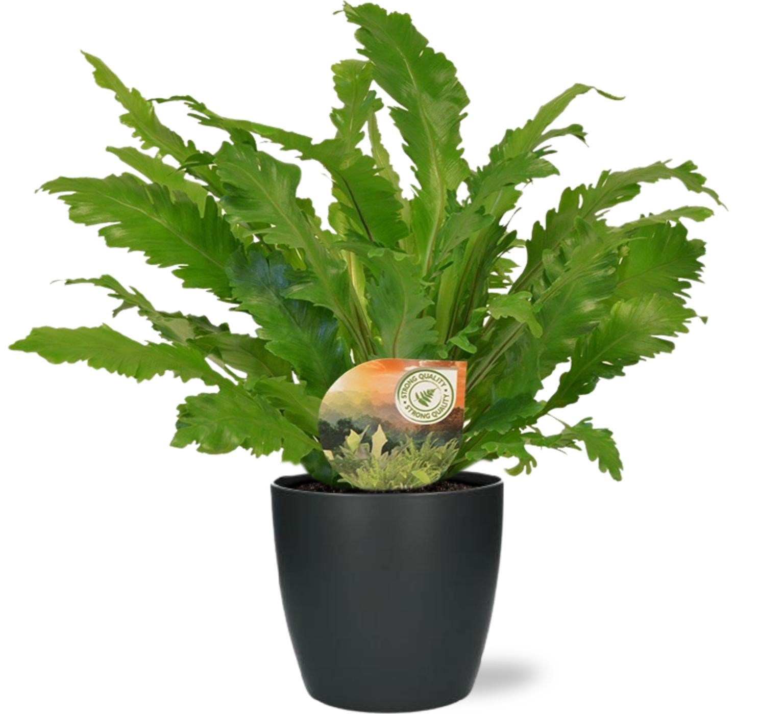 Asplenium Campio - Ø17cm - ↕50cm + Pot Brussels D18x17cm - Anthrazit - Pflanzfix24.de - Pflanzfix24.de