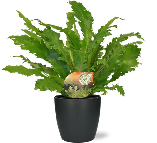 Asplenium Campio - Ø17cm - ↕50cm + Pot Brussels D18x17cm - Anthrazit - Pflanzfix24.de - Pflanzfix24.de