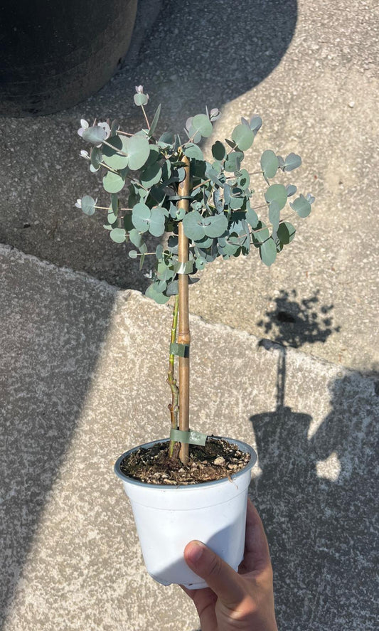 Eucalyptus Gunni Stam - Ø14cm - ↕45cm bei Pflanzfix24