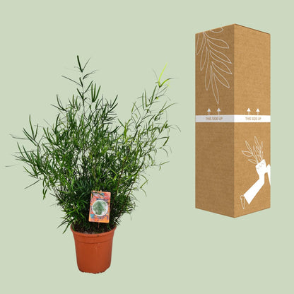 Asparagus Falcatus - Ø21cm - ↕70cm - Pflanzfix24